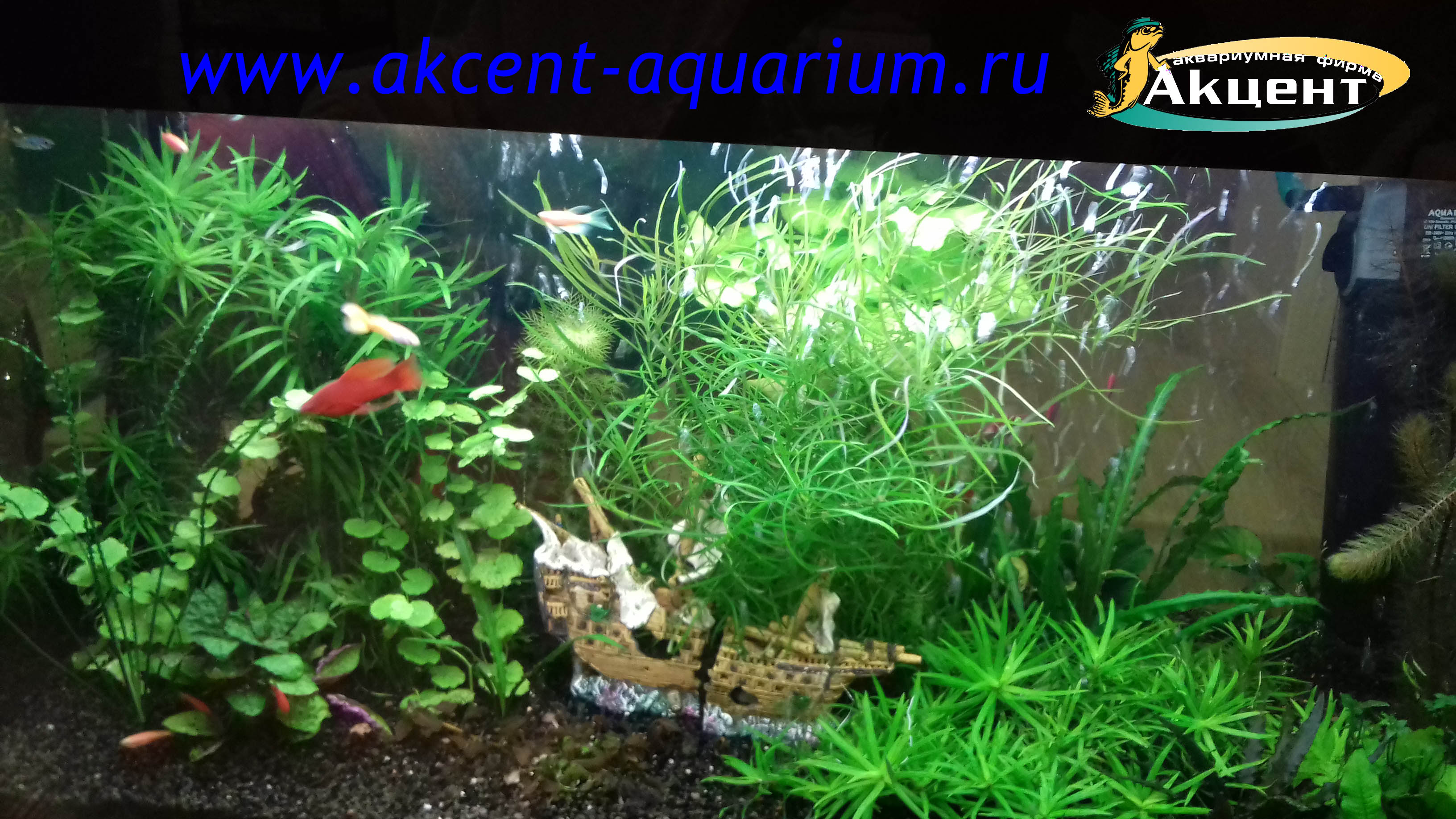 Акцент-аквариум, живые растения, меченосец, гуппи.